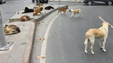 AK Parti'den açıklama! Başıboş sokak köpekleri düzenlemesi ne zaman yasalaşacak?