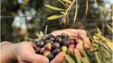 Bodrum'da fırsatçılığa geçit yok şok: Tanesi 50 liradan zeytin satan işletmeye ceza yağdı
