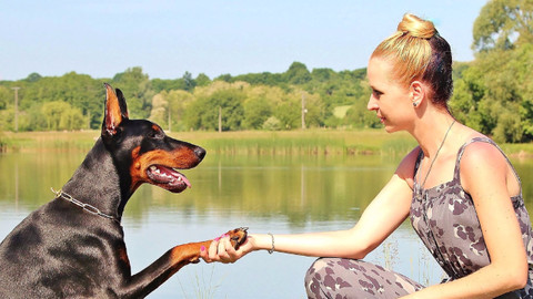 Köpekler insanlarla iletişim kurmak için yüz ifadelerini kullanıyorlar