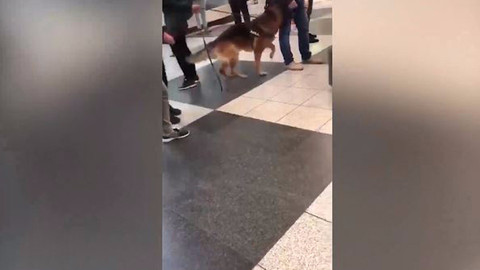 Türk yolcular Münih'te köpekle arandı