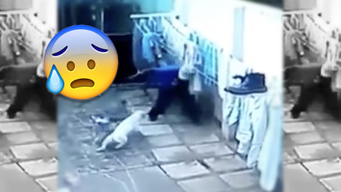 Eve girmeye çalışan hırsızı 2 Pitbull resmen parçaladı