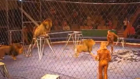 Sirkteki aslanlar gösteri sırasında bakıcılarına saldırdı