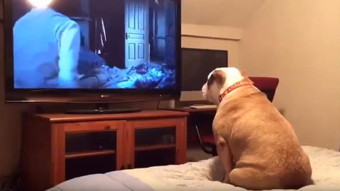 Korku filmi izleyen köpeğin verdiği inanılmaz tepkiler
