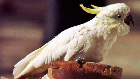 Papağanlardan 61 bin Dolar'lık zarar