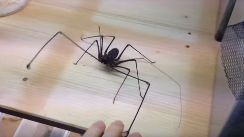 Çocuk elinden daha büyük olan örümcekle oynuyor