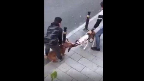 İstanbul'da 2 kişi Pitbull cinsi köpeklerine bir kediyi parçalattı