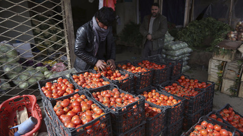 2 yıl sonra Rusya'ya ilk domates ihracatı gerçekleşti