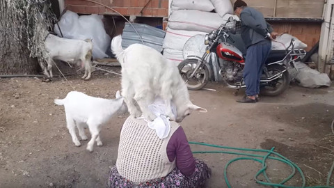 Sahibiyle çılgınlar gibi oynayan oğlak