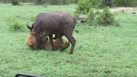 Safarinin ortasında giren aslan bufola sürüsüne daldı
