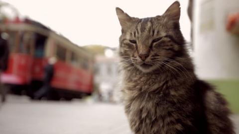 Time'ın 'En iyi 10 film' listesinde ‘Kedi’ belgeseli de var