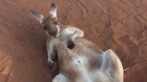 Avustralya sıcağına dayanamayarak kendini bırakan kanguru
