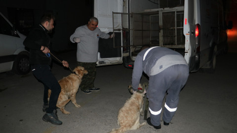 Köpeklerini kemerle döven şahıs gözaltına alındı