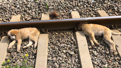 Aydın'da köpekleri tren rayına bağladılar