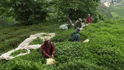 Organik çay nedir, faydaları nelerdir, neden organik çay tarımına geçmeliyiz?