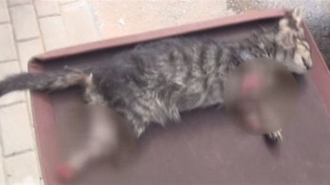 Bursa’da ayakları kesilmiş kedi bulundu