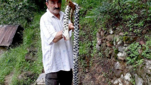 Nesli tükenmekte olan 2 metre uzunluğundaki yılanı öldürdü