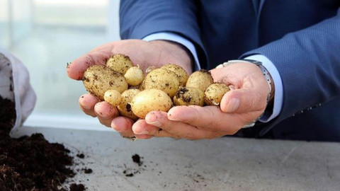 Suriye’den ithal edilen patates kimyasal risk taşıyor mu?