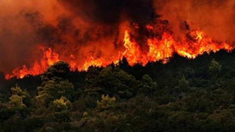 Muğla'da çıkan orman yangınında 3 hektar alan zarar gördü