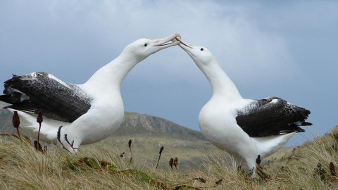 Erkenci Kuş’ta geçen Albatros kuşunun özellikleri neler?