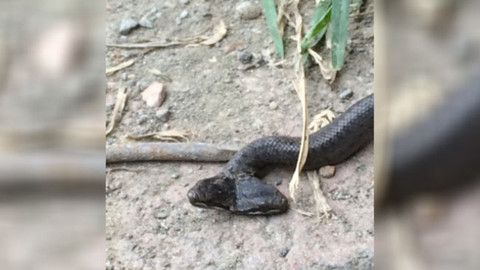 Samsun'da çift başlı yılan bulundu- Çift başlı yılanlar neden olur?