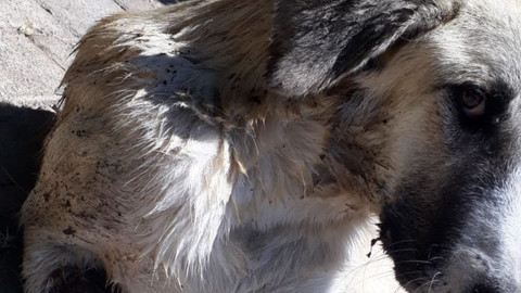 Sapanca'dan sonra Gaziantep'te kuyruğu kesilmiş köpek görüntüsü