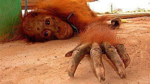 Endonezya'da orangutanlar seks işçisi olarak kullanılıyor - Hayvan Genelevleri nedir?
