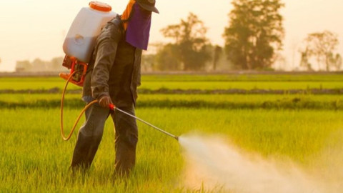 Gıdalardaki pestisit nedir, zararları nelerdir? Pestisit hangi besinlerde vardır?