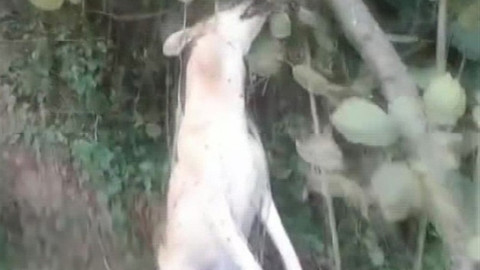 Köpeği iple ağaca asarak öldürdü