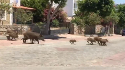 Bodrum'u domuz bastı