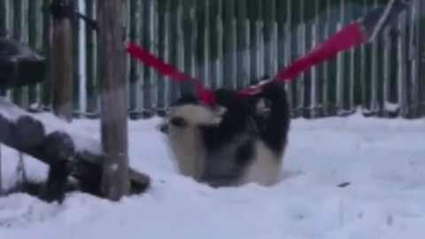 Pandaların kar keyfi