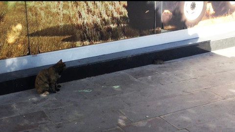 Kırşehir'de kedinin fare ile oyunu kameralara yansıdı