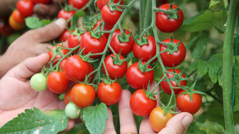 Çeri domates nedir? Çeri domatesi neden yememeliyiz? Çeri domates neden zararlıdır?