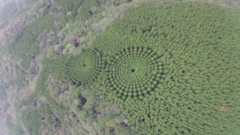 Japonya'daki çember şeklindeki ağaçlar şaşkınlık yarattı