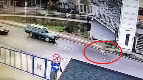 Yavru köpeği ezdikten sonra kaçan adam yakalandı