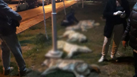 Ankara’da çok sayıda köpek zehirlendi