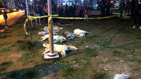Batıkent'te 16 köpeği zehirleyenler serbest bırakıldı