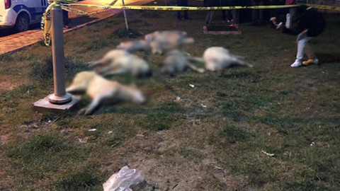 Ankara'da köpek zehirleme olayında tüm şüpheliler serbest bırakıldı
