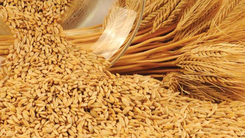 2019 arpa alım fiyatı ne kadar? Yemlik buğday ne kadar oldu?