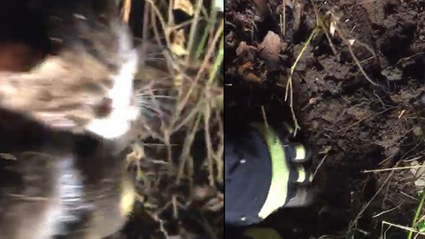 Toprağa gömülü kediyi itfaiye ekipleri kurtardı