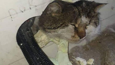 İnşaatta mahsur kalan kediyi itfaiye kurtardı