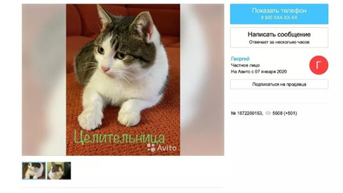 Rus kedisi 320 bin dolara satışa çıkarıldı