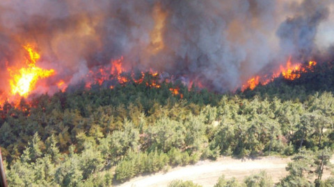 Pakdemirli'den Gelibolu Yarımadası'ndaki orman yangını açıklaması