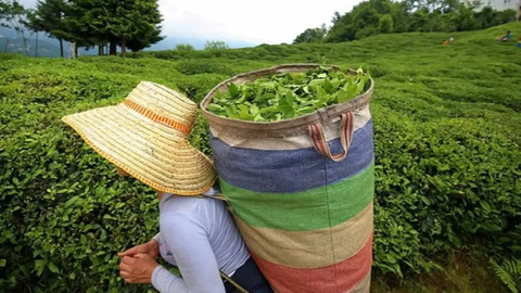 Yaş çay fiyatı belli oldu! Tarım ve Orman Bakanlığı duyurdu