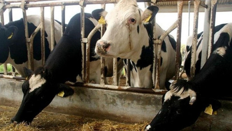 2025 Kurbanlık fiyatları belli oldu! Büyükbaş pahalı... Migros ve CarrefourSa fiyatları da var