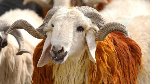 Kurban bayramı tatili uzayacak mı, bayram tatili kaç gün? Beklenen açıklama geldi
