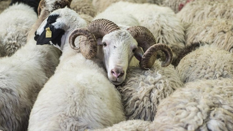 Kurban ibadetinde 2026 tarifesi: Diyanet'ten yurt içi ve yurt dışı vekalet kararı