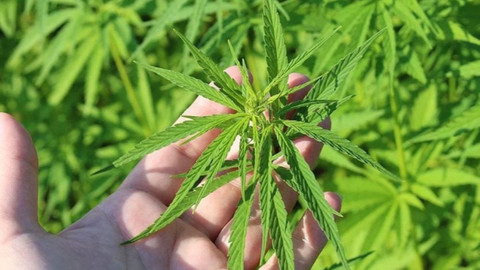 Kenevir üretimi genişliyor: 21 ilde resmi olarak başlayacak