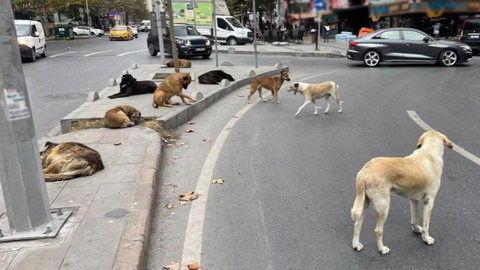 İstanbul’da sokak köpeği operasyonu: Vali Davut Gül’den 39 ilçeye kesin talimat!