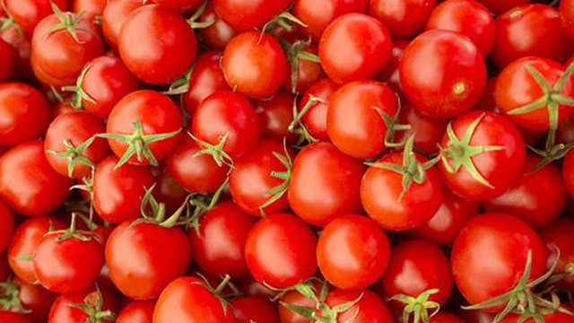 Rusya'ya domates ihracatı yeniden başlıyor