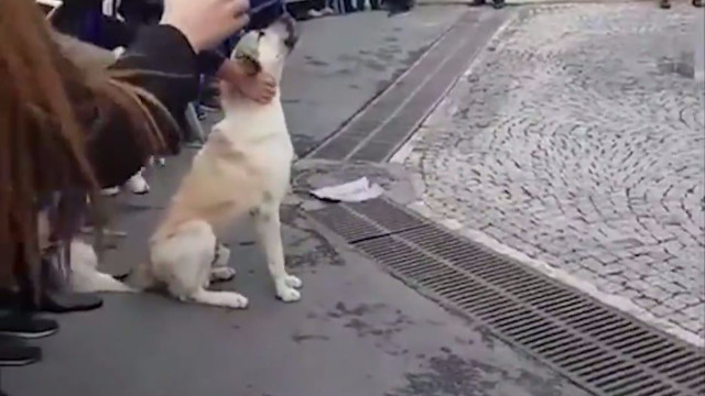 Arkadaşlarına destek olan köpek